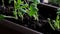 Buttercup seedlings grow in a pot on the balcony.