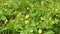 Buttercup spring yellow. Flowers background in the field. Video static camera