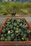 Buttercup squash and friendly farm cat