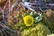 Buttercup Sulphur-yellow (Ranunculus sulphureus)