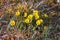 Buttercup Sulphur-yellow (Ranunculus sulphureus)