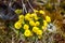 Buttercup Sulphur-yellow Ranunculus sulphureus