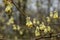 Buttercup witch hazel Corylopsis pauciflora, yellowish flowers