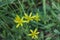 Buttercup yellow flower blooming in the spring in the woods