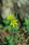 Buttercup yellow flower blooming in the spring in the woods