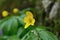 Buttercup yellow flower growing in the spring forest