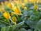 Buttercup yellow flowers on a green sunny blurred background. Spring messenger. Bright yellow Lesser celandine against