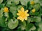 Buttercup yellow flowers on a green sunny blurred background. Spring messenger. Bright yellow Lesser celandine against