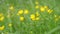 Buttercup yellow flowers on the meadow