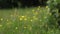 Buttercup yellow flowers in meadow on green grass background
