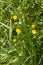 Buttercups, flowers and buds in fresh springtime grassland, European flora