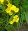 Buttercups growing wild in an English field