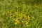 Buttercups in Long Grass Background