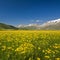 Buttercups on the Piano Grande