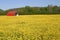 Buttercups & Pole Barn