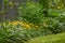 Buttercups, Ranunculus Flowers Blooming in Garden