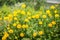 Buttercups Ranunculus In The Garden