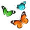 Butterflies