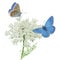 Butterflies Adonis blue on Queen Anne\'s lace.