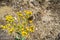 Butterflies and bees on a Brewer`s Aster Eucephalus breweri wildflower, Yosemite National Park, California