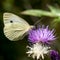 Butterflies Belyanko lat. Pieridae