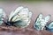 Butterflies. Black-veined White Aporia crataegi