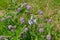 Butterflies blackveins sit on inflorescences of decorative onion