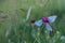 Butterflies blue on purple carnation macro