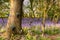 Butterflies in a bluebell woodland