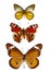 Butterflies collection