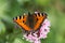 butterflies in cottage garden