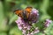 butterflies in cottage garden