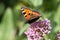 butterflies in cottage garden