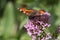 butterflies in cottage garden