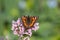 butterflies in cottage garden