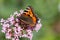 butterflies in cottage garden