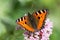 butterflies in cottage garden