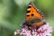 Butterflies in cottage garden