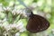 Butterflies cover their bodies with pollen to eat nectar