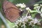 Butterflies cover their bodies with pollen to eat nectar