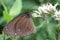 Butterflies cover their bodies with pollen to eat nectar