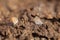 Butterflies doing puddling in dung