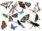 Butterflies, dragonfly, a grasshopper, other insects
