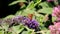 Butterflies drinking nectar in pink Buddleja flower