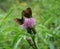 Butterflies Erebia aethiops