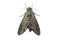 Butterflies that feed at night, isolated on a white background