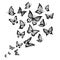 Butterflies flow. Butterfly wing, spring flying insect and flight wave vector background illustration