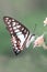 Butterflies flower macro photo detail view