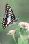 Butterflies flower macro photo detail view