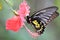 Butterflies flower nature beauty red